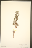 Artemisia abrotanum RCPGdnHerbarium (197).JPG